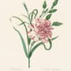 Redouté Choix, Pl. 88 Clove - Pink Carnation