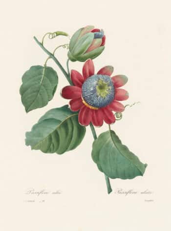 Redouté Choix, Pl. 91 Passion Flower; deep red