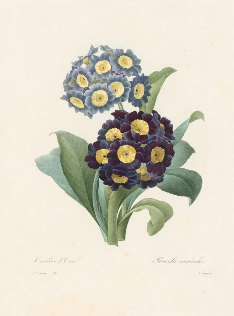 Redouté Choix, Pl. 110 Primula Auricula; two