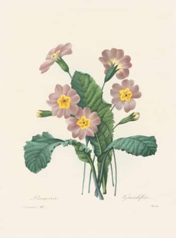 Redouté Choix, Pl. 112 Wild primrose; pink and yellow