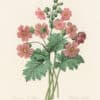 Redouté Choix, Pl. 113 Primula; pink