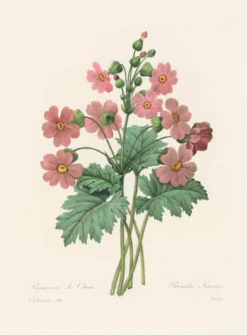 Redouté Choix, Pl. 113 Primula; pink