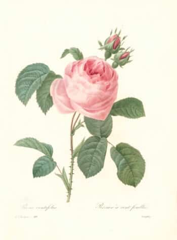 Redouté Choix Pl. 118, Centifolia Rose; pink