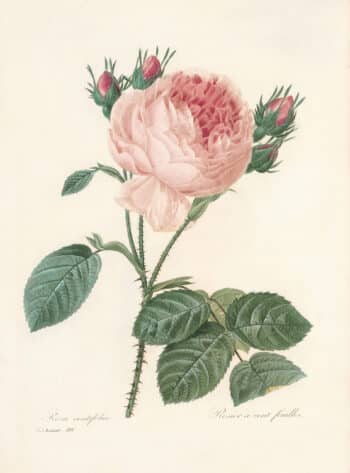 Redouté Choix Pl. 119, Provence Rose; pink