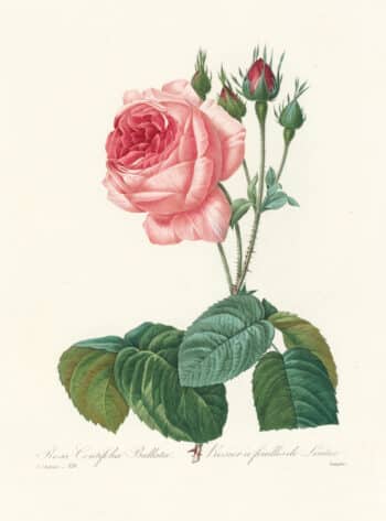 Redouté Choix Pl. 120, Centifolia Rose, Pink