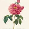 Redouté Choix Pl. 121, Apothecary's Rose; red