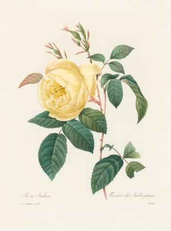 Redouté Choix, Pl. 122 Hume's Blush Tea-Scented China Rose; yellow