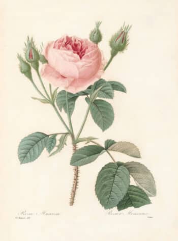 Redouté Choix Pl. 124, Old Moss Rose; pink