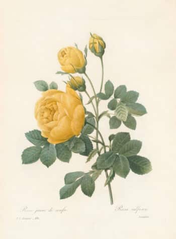 Redouté Choix Pl. 128, Sulpher Rose; double, yellow