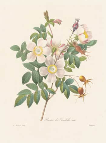 Redouté Choix, Pl. 130 Hybrid Rose; pink