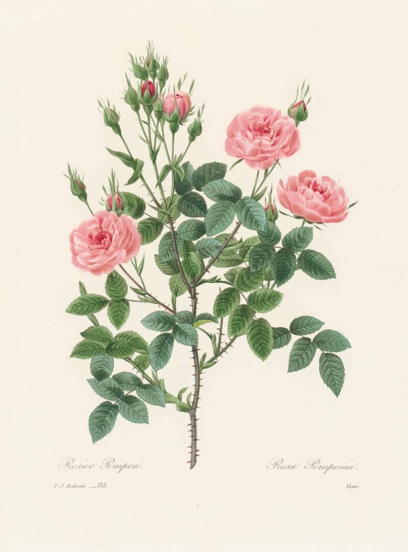 Redouté Choix, Pl. 133 Dwarf Centifolia Rose; pink