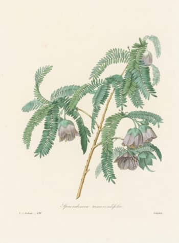 Redouté Choix, Pl. 136 Cadia Purpurea Tree; pink