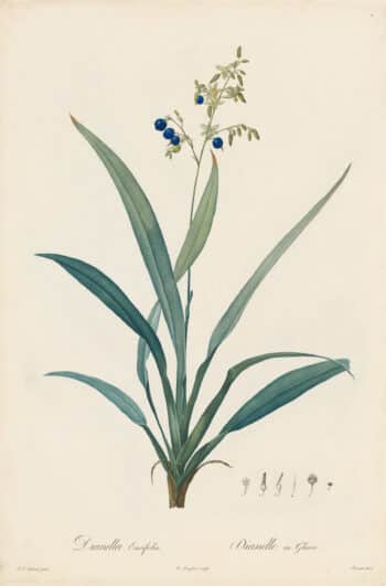 Redouté Les Lilacées Pl. 1, Flax Lily