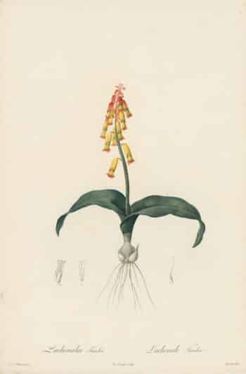 Redouté Les Lilacées Pl. 2, Cape Cowslip