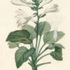 Redouté Les Lilacées Pl. 3, Plantain Lily