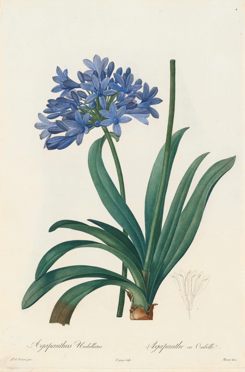 Redouté Les Lilacées Pl. 4, Blue Lily of the Nile