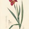 Redouté Les Lilacées Pl. 6, Tiger Flower