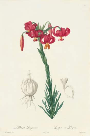 Redouté Les Lilacées Pl. 7, Red Lily