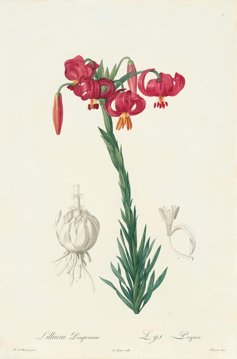 Redouté Les Lilacées Pl. 7, Red Lily