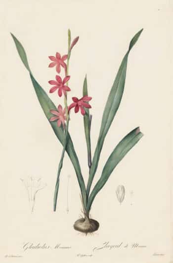 Redouté Les Lilacées Pl. 11, Red Gladiolus