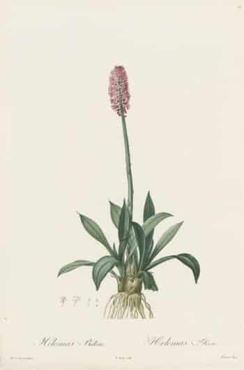 Redouté Les Lilacées Pl. 13, Swamp Pink