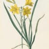 Redouté Les Lilacées Pl. 15, Yellow Day Lily