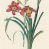 Redouté Les Lilacées Pl. 16, Day Lily