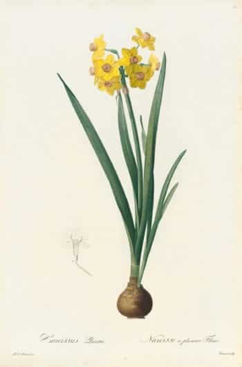 Redouté Les Lilacées Pl. 17, Yellow Multi-flowered Narcissus