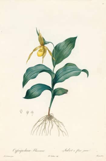 Redouté Les Lilacées Pl. 20, Yellow Lady Slipper