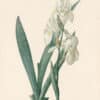 Redouté Les Lilacées Pl. 23, White Iris