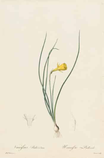 Redouté Les Lilacées Pl. 24, Yellow Narcissus