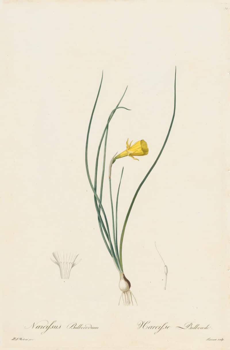 Redouté Les Lilacées Pl. 24, Yellow Narcissus