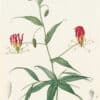 Redouté Les Lilacées Pl. 26, Gloriosa Lily