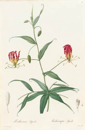 Redouté Les Lilacées Pl. 26, Gloriosa Lily