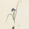 Redouté Les Lilacées Pl. 29, Double-bulb Iris