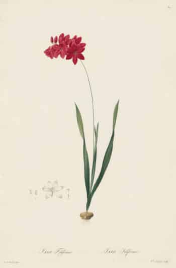 Redouté Les Lilacées Pl. 30, Red Ixia