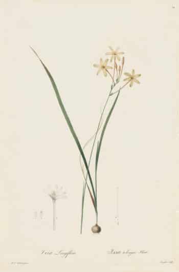 Redouté Les Lilacées Pl. 34, Long-flowered Ixia