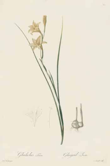 Redouté Les Lilacées Pl. 35, Triste Gladiolus
