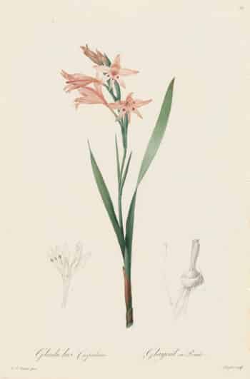 Redouté Les Lilacées Pl. 36, Pointed Gladiolus