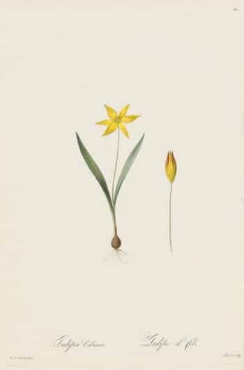 Redouté Les Lilacées Pl. 38, Yellow Tulip