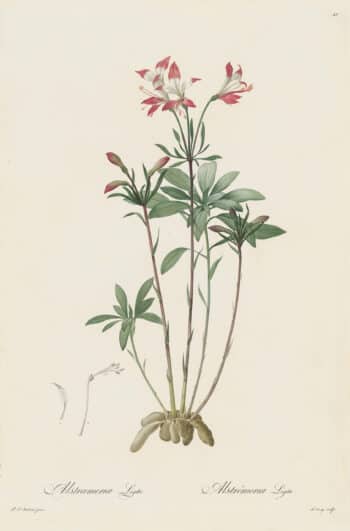 Redouté Les Lilacées Pl. 40, Inca Lily