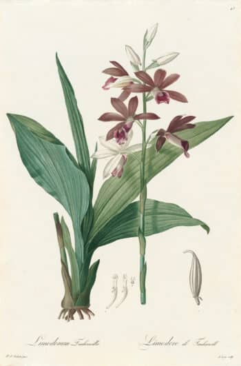 Redouté Les Lilacées Pl. 43, Tankerwill's Limodurum