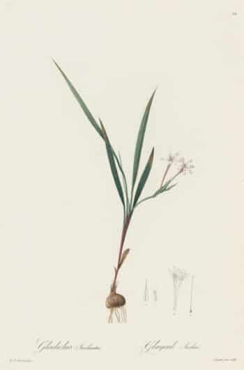 Redouté Les Lilacées Pl. 44, Dropping Gladiolus