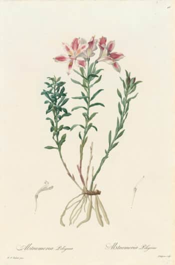 Redouté Les Lilacées Pl. 46, Lily of Lima