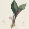 Redouté Les Lilacées Pl. 49, Long Koempferia
