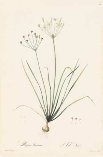 Redouté Les Lilacées Pl. 50, Striped Garlic