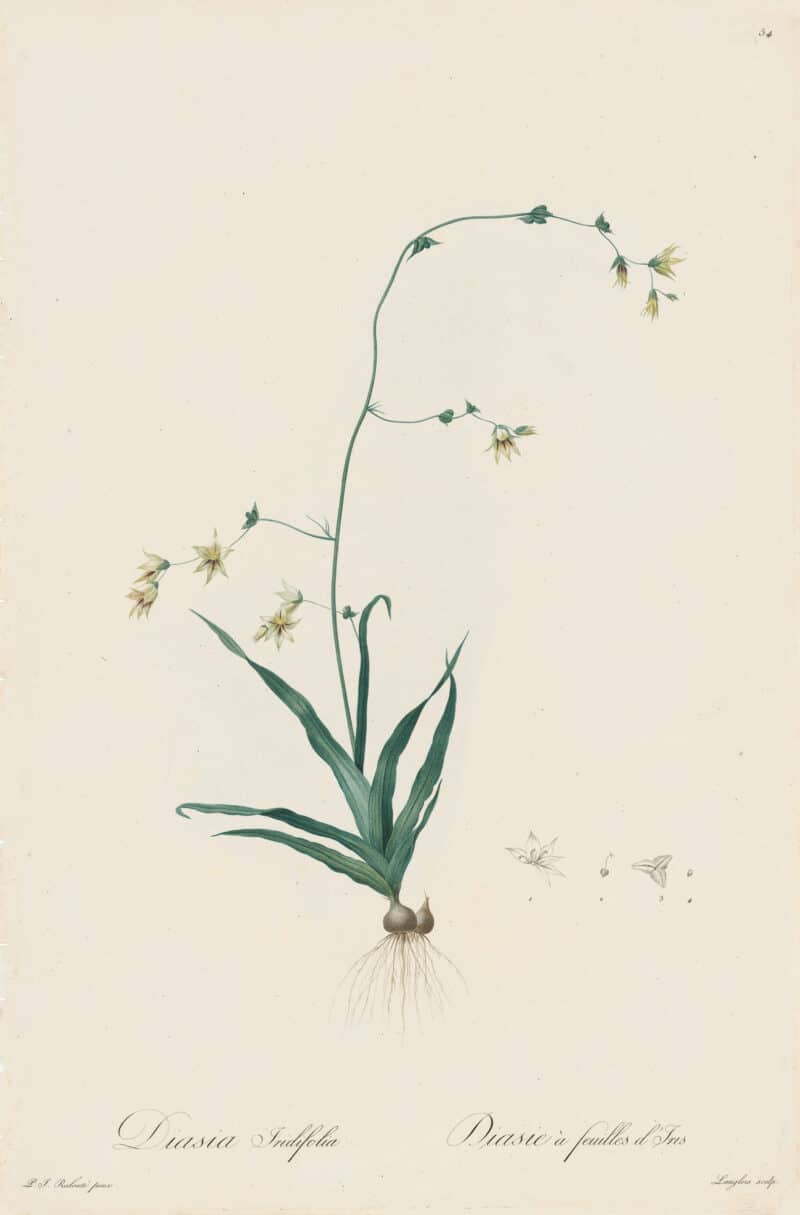 Redouté Les Lilacées Pl. 54, South Africa Archaic Iris