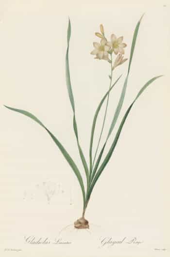 Redouté Les Lilacées Pl. 55, Striped Gladiolus