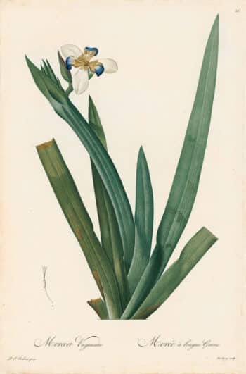 Redouté Les Lilacées Pl. 56, Long-sheathed Moraea