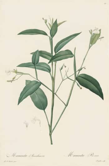 Redouté Les Lilacées Pl. 57, Arrowroot